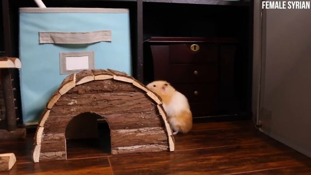 Female or Male Hamsters? смотреть онлайн