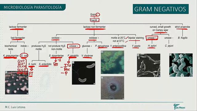 Microbiologia parasitologia смотреть онлайн