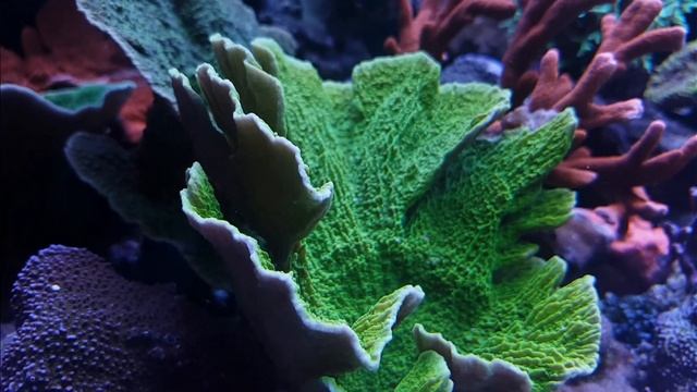 SPS Arc Ferbuary update смотреть онлайн