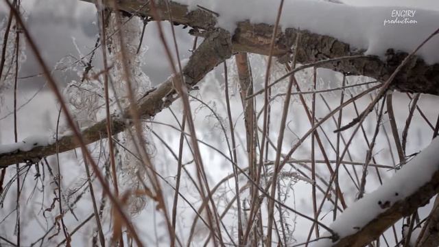 Зимний лес смотреть онлайн