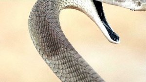 Интересные факты о черной мамбе.