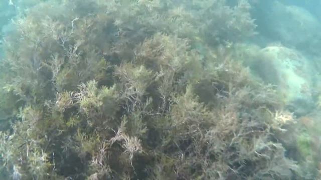 sony hdr-as50 в море. смотреть онлайн