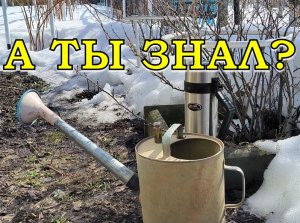 СМОРОДИНА. Весенний уход, первые действия💪💪💪