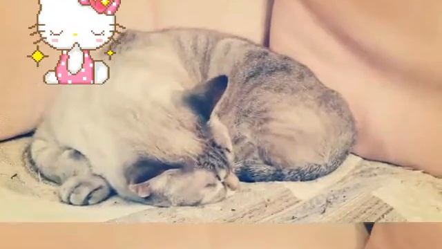 Как спит УСТАВШИЙ кот смотреть онлайн