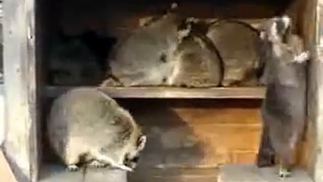 Вечеринка енотов смотреть онлайн