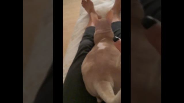 Пригрелся, расслабляется)