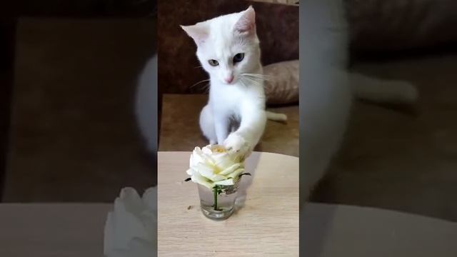 Турецкая кошечка.Саша и белая роза. смотреть онлайн