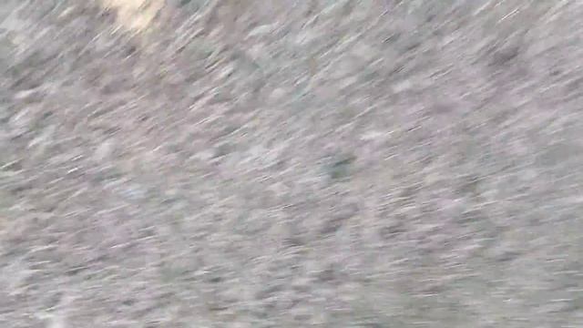 первый день охоты на фазана.