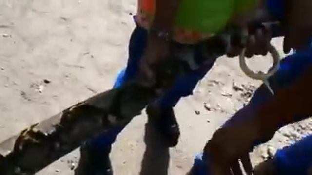 Malaysia Python Bigger Than Anaconda смотреть онлайн