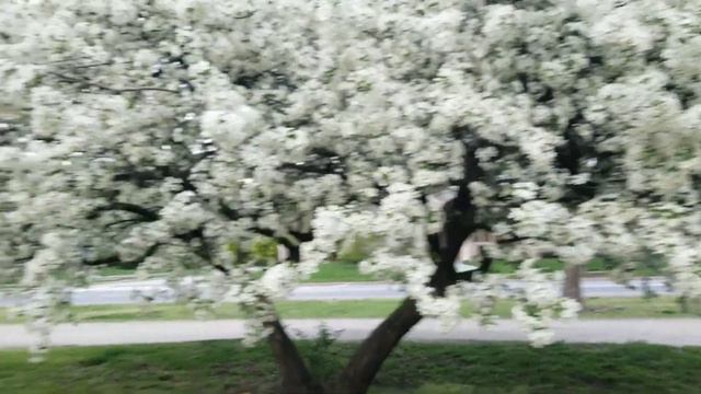 Beautiful Malus sugar Tyme #ดอกไม้ในฅ่างแดน🇺🇸 смотреть онлайн