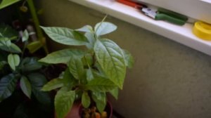 Авокадо из косточки. Выращивание авокадо в домашних условиях