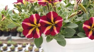 AMORE FIESTA. Аморе Фиеста. Ампельная петуния.