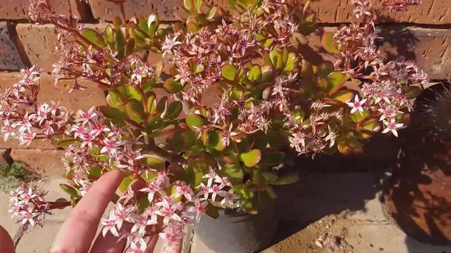 CACTI AND SUCCULENTS COLLECTION смотреть онлайн