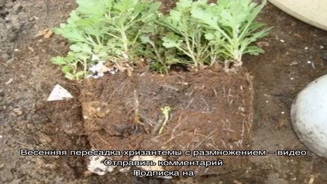 Посадка хризантемы из горшка в открытый грунт смотреть онлайн