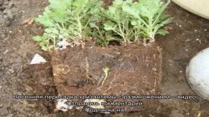 Посадка хризантемы из горшка в открытый грунт