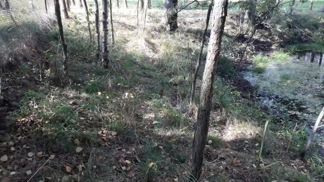Как вырастить грибы на участке возле дома. смотреть онлайн