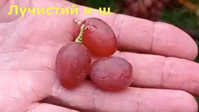 @Каталог саджанців винограду Осінь 2023 Виноград ранній Ч 4 смотреть онлайн