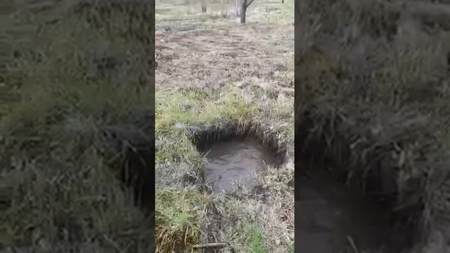 ВЕО могут всё смотреть онлайн