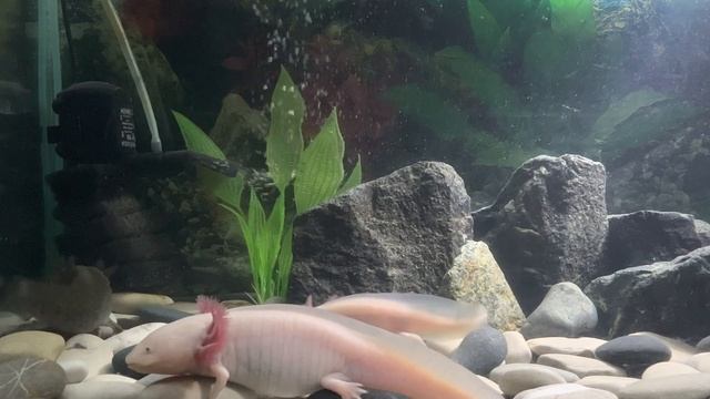 Аксолотли в аквариуме под журчание воды. Релакс видео. #axolotl #аксолотль #релакс #reccomendations
