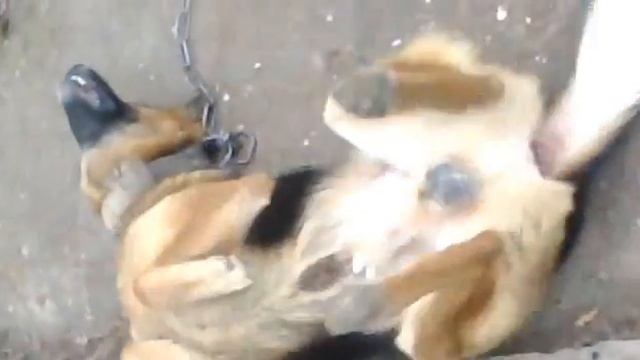 Собака Сон Бокс смотреть онлайн