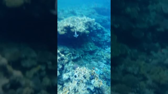 Риф, коралы, рыбки на пляже Отеля Sea Life Resort Charmillion.Шарм смотреть онлайн