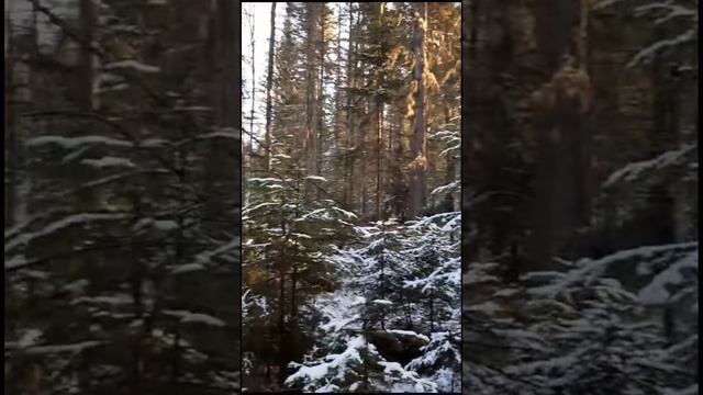 Ловушка на соболя. Охота. Промысел. Тайга. Sable trap. Hunting. Fishing. Taiga. смотреть онлайн