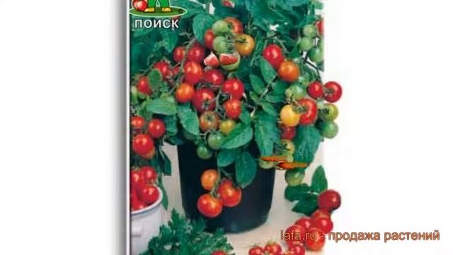 Томат обыкновенный Пиноккио (pinokkio) ? томат Пиноккио обзор: как сажать семена томата Пиноккио смотреть онлайн