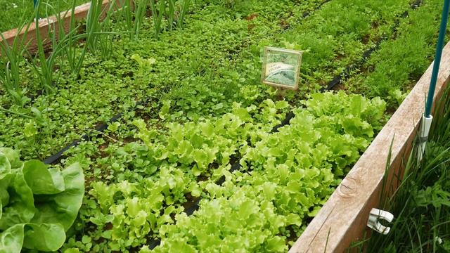 САЛАТ. ВЫРАЩИВАНИЕ. смотреть онлайн