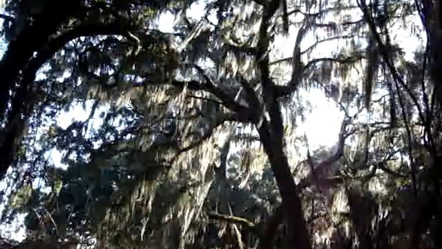 Spanish Moss in the breeze смотреть онлайн