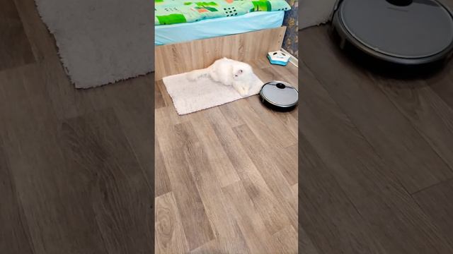 Настырный робот пылесос опять пристает к коту Мартину. смотреть онлайн