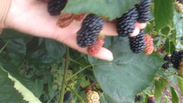 Ежевика Натчез 1 смотреть онлайн