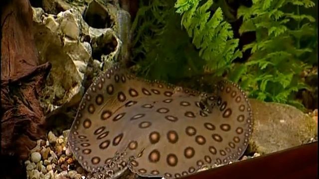 Аквариумы наших клиентов - 450 литров с крупными ПОПУГАЯМИ смотреть онлайн