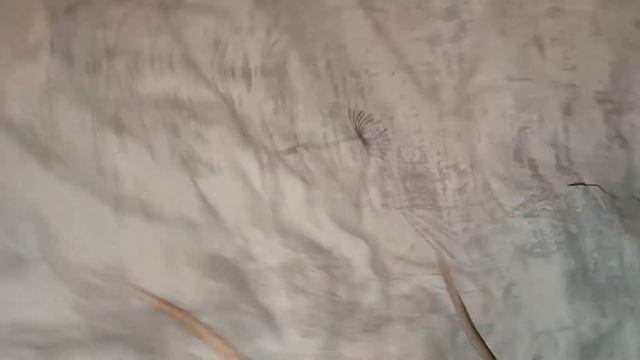 РАЗНОВИДНОСТИ КРЫС. КАК РАЗЛИЧАТЬ ПОРОДЫ? СКОЛЬКО ИХ?