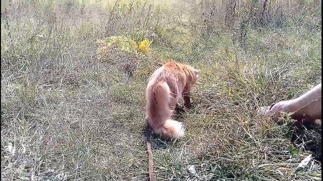 Поймать кузнечика смотреть онлайн