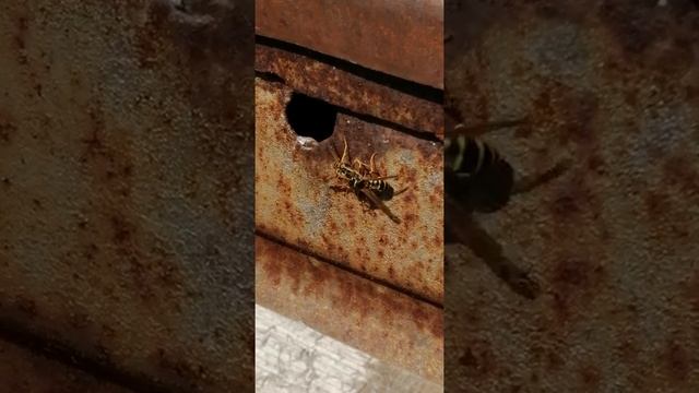 Осы в деле. Wasps In Action