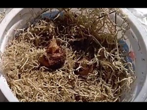 Алоказия Полли, как быстро прорастить клубни?! Проверенный способ