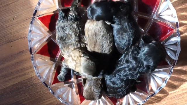 Урожай из 8 малышей русской цветной болонки! смотреть онлайн