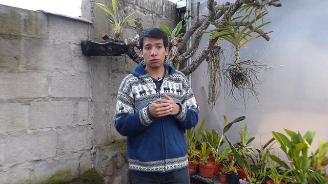 Bacteriosis, Puntos Negros y Pudrición en Orquídeas || Orquiplanet смотреть онлайн