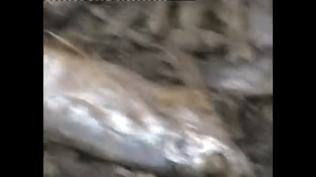 заморы рыбы 2.mp4 смотреть онлайн