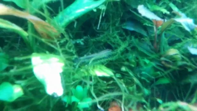 Бычок синий неоновый. смотреть онлайн