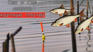Как и где ловить крупную плотву в марте_ Секреты ловли плотвы весной от опытного рыболова..mp4