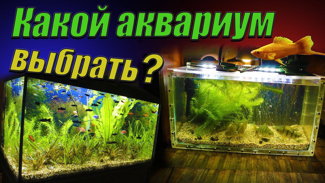 Как выбрать аквариум? Какой аквариум лучше выбрать? смотреть онлайн