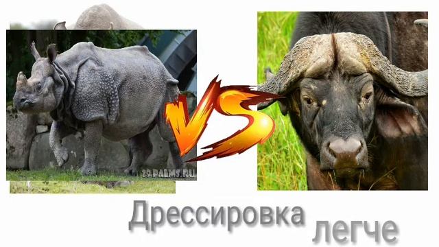 Индийский носорог против Афреканского буйвола (кто же выйграет? ) ч.о.обьязательно смотреть онлайн