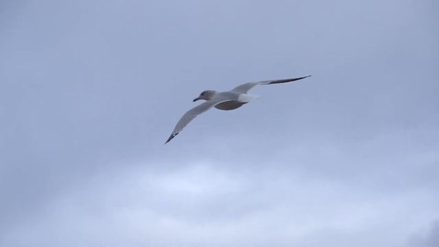 Чайка в полете смотреть онлайн
