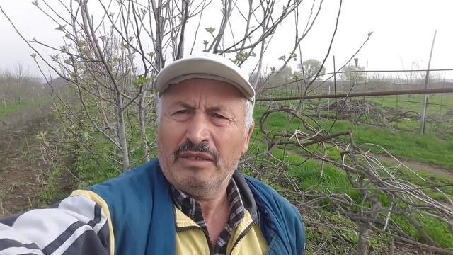 Обработка плодовых деревьев в саду смотреть онлайн