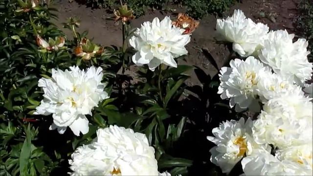 Боул оф Крим Белый травянистый смотреть онлайн