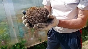 спасение ежа из западни