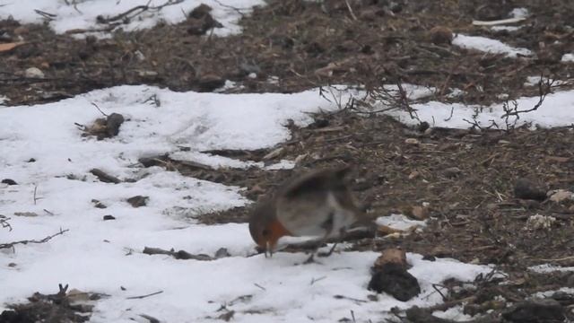 Так вот они какие-крымские"снегири". Как выглядит зарянка-малиновка. смотреть онлайн