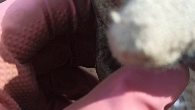 Что можно найти у себя на огороде! Коп на даче. смотреть онлайн