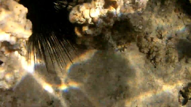 Egyptian Coral Reef - how it looked in 2011. Protect our planet. смотреть онлайн